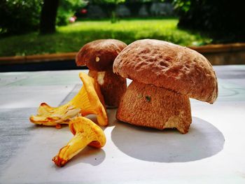 Close-up of mushrooms on table