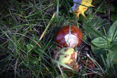 High angle view of eggs on grassy field