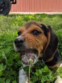 Close-up of a dog