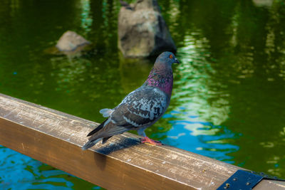 Pigeon perching on wooden post
