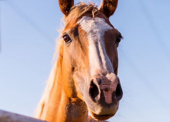 Close-up of a horse against clear sky