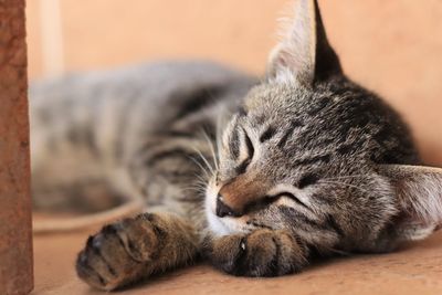 Close-up of cat sleeping