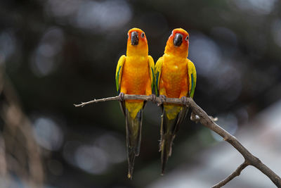 Close-up of birds perching on branch