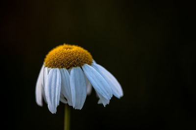 Close-up of white flower against black background