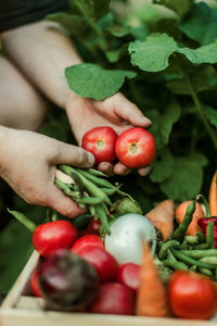 Close-up of hand holding tomatoes