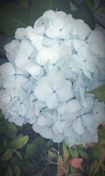 Close-up of hydrangea flowers