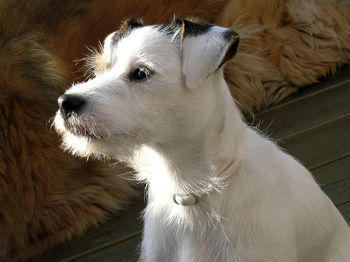 Close-up of dog looking away