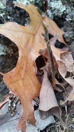 Close-up of leaves