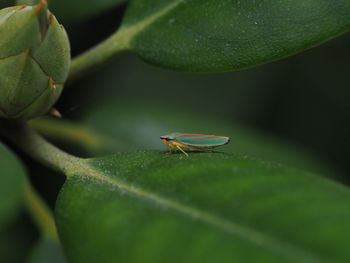 Close-up of insect on leaf