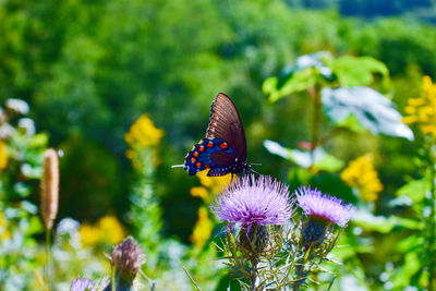 Butterfly on flowers