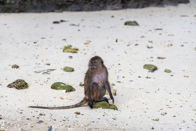 High angle view of monkey sitting on land