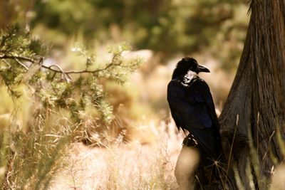 Bird perching on a branch