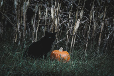 View of cat and pumpkin on field
