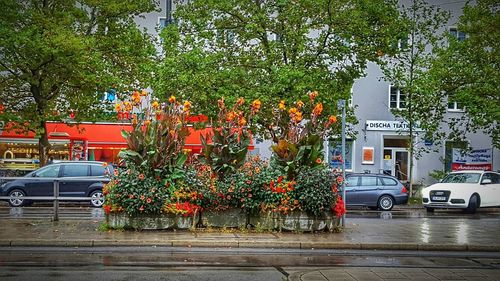 Trees in city