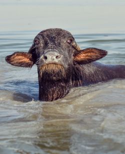 Close-up of a dog