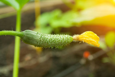 Close-up of flower buds growing on plant