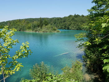 Scenic view of lake in forest against clear sky