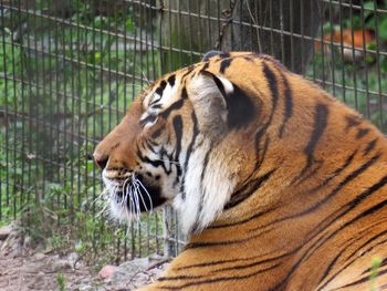 Close-up of tiger side view 