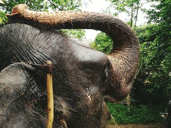 Close-up of elephant