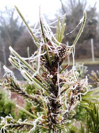 Close-up of plant against sky