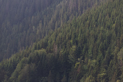 High angle view of pine trees in forest