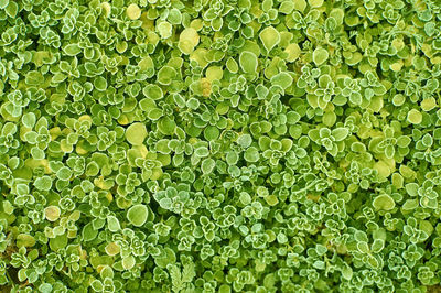 Full frame shot of wet plants