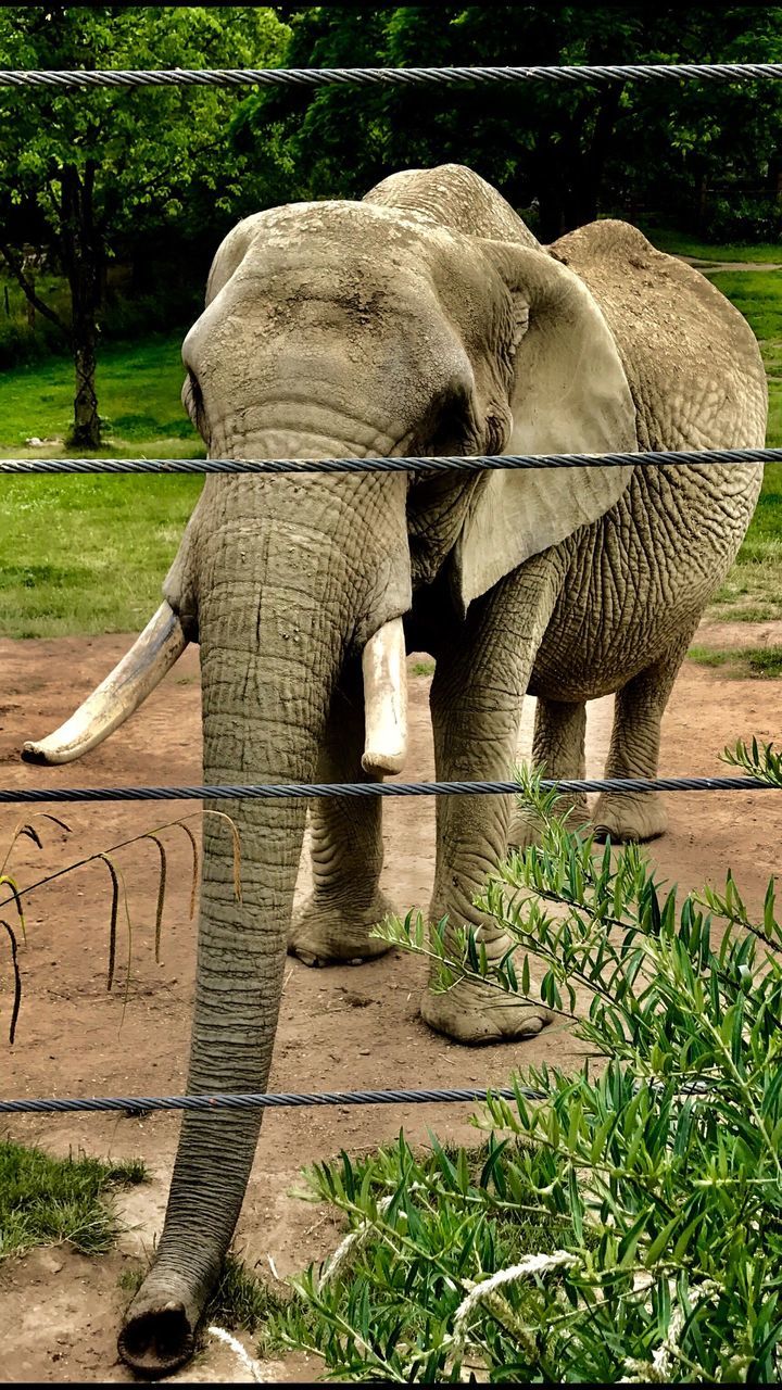 elephant, animal themes, one animal, animals in the wild, mammal, no people, animal trunk, standing, outdoors, day, animal wildlife, elephant calf, safari animals, nature, tusk, grass, tree, african elephant