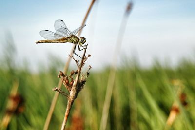 Close-up of dragonfly