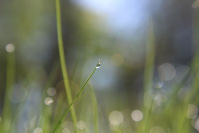 Close-up of wet plants