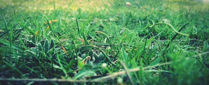 grass