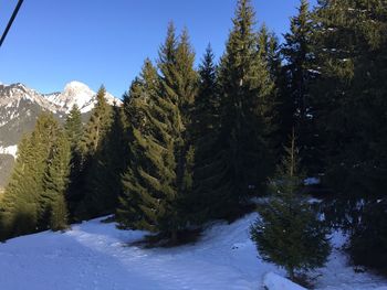 Pine trees on snow covered mountains against sky