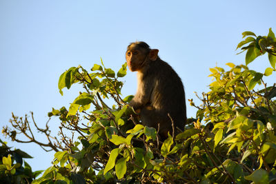 Low angle view of monkey on tree against sky