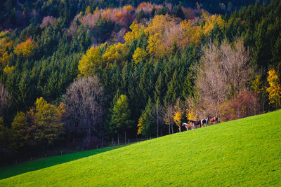 Scenic view of trees on field during autumn