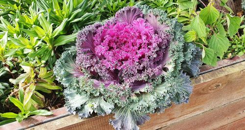 High angle view of purple flowering plant