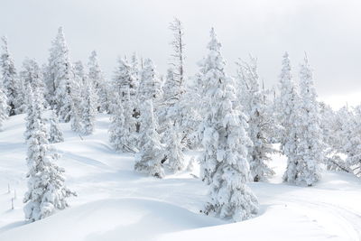 Snow covered trees in forest