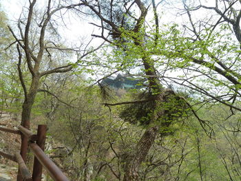 Low angle view of trees in forest against sky