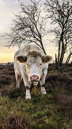 Wild cow in the heather fields 