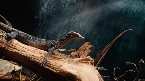 Close-up of lizard on wood