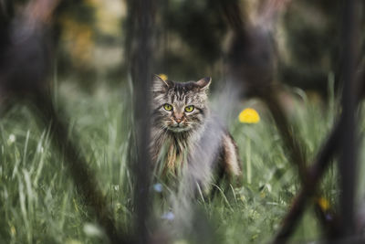 Portrait of a cat looking away