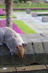 Close-up of squirrel