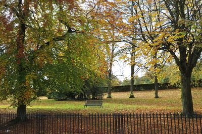 Trees growing in park