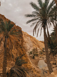 Palm trees on rock against sky