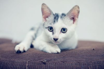 Close-up portrait of cat