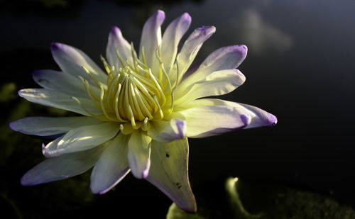 Close-up of flower blooming against black background