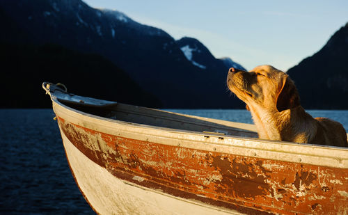 Yellow labrador retriever in boat on lake