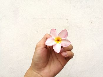 Close-up of hand holding flower