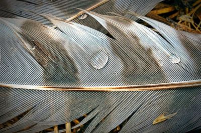 Full frame shot of feather