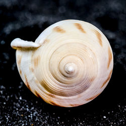 Close-up of seashell