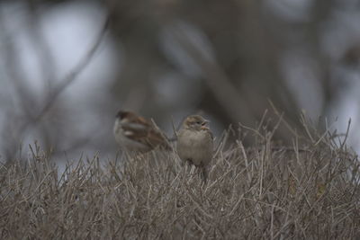 Close-up of bird on field