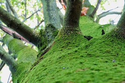 Low angle view of tree trunk